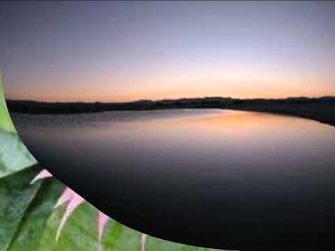 LOS CINCO LATINOS, FLORECITA