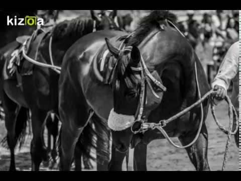 Beogradski Hipodrom, 08/07/2018... trka "Novelle Rock"