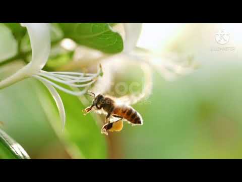 Honey bee collecting nectar pollen around flower stock video #Natural way