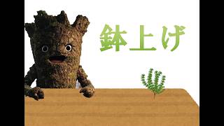 【雑談】とりあえず、ローズマリー鉢に植えるよ