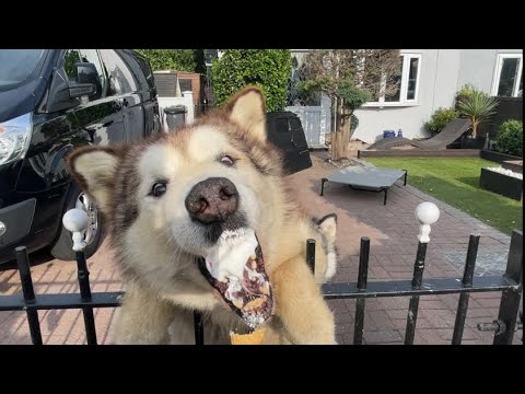 He Steals Baby's Ice Cream! Do Not Feed The Dog!!!