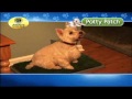Видео о товаре Potty Patch, туалет для собак с газонной травой / Wonpet (Китай)