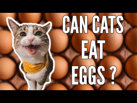 Can Cats Eat Eggs? | Are Eggs 