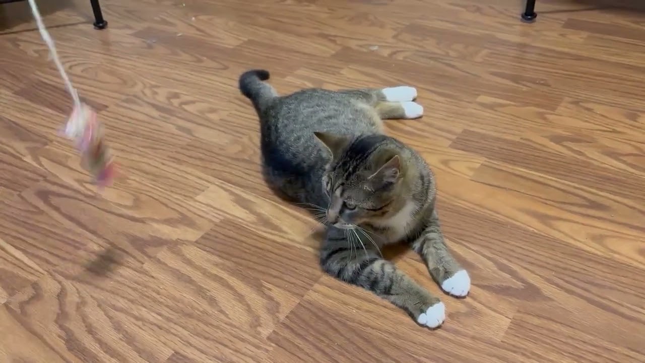 Enlarge Teddy, a Adoptable mixed breed in Cookeville, TN video 4/4