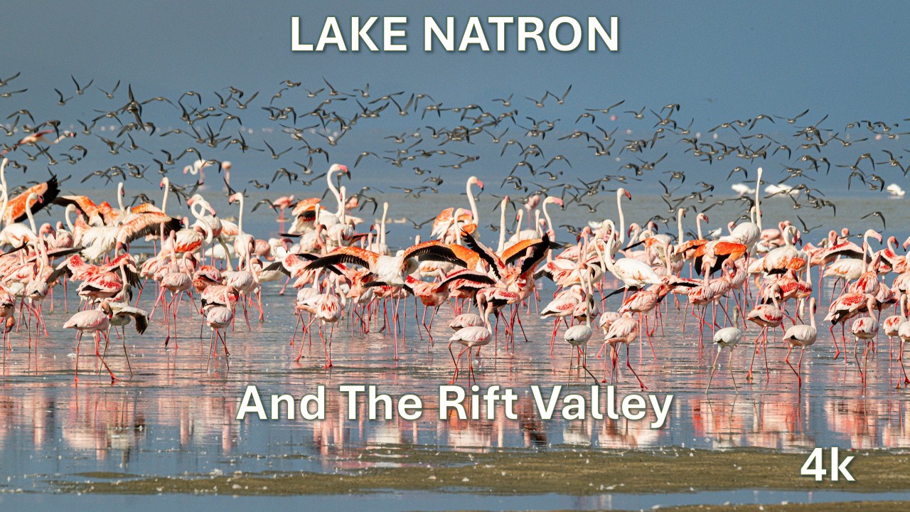 Video fotografia wildlife Tanzania