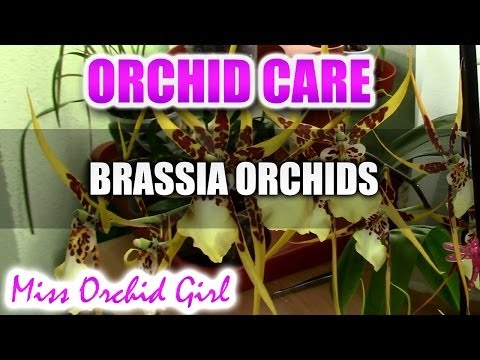 , title : 'How to care for Brassia Orchids - watering, fertilising, reblooming'