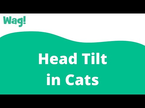 Head Tilt in Cats | Wag!