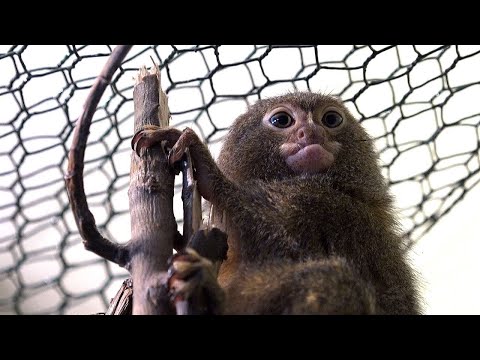 Przyjaciele Paprocha odc. 6 MAŁPA MNIEJSZA OD BANANA