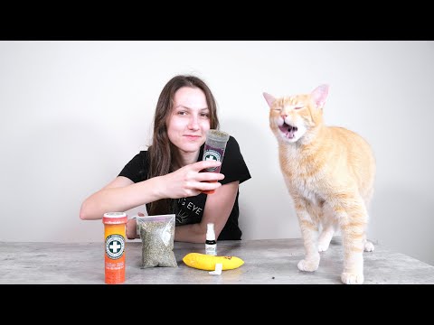 What Does Catnip Do To Cats? Why Cats Like Catnip (And More!)