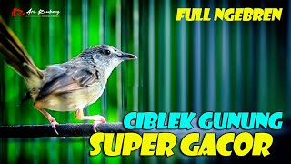 Download lagu ciblek gunung ngebren super gacor  | shama bird mp3 Download lagu ciblek gunung ngebren super gacor  | shama bird mp3