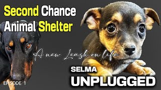 Second Chance Animal Shelter - Selma Unplugged [Episode 1]