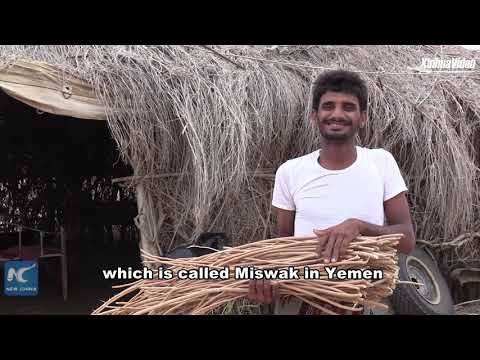 Yemenis struggle to survive by selling "natural toothbrushes"