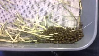 Best toilet option if your rabbit digs out the litter or you just want an easier way to clean