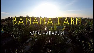 preview picture of video 'ถ่ายไปเรื่อย l บานาน่า ฟาร์ม (Banana Farm) แลนด์มาร์คใหม่ของกาญจนบุรี คาเฟ่กลางดงกล้วย'