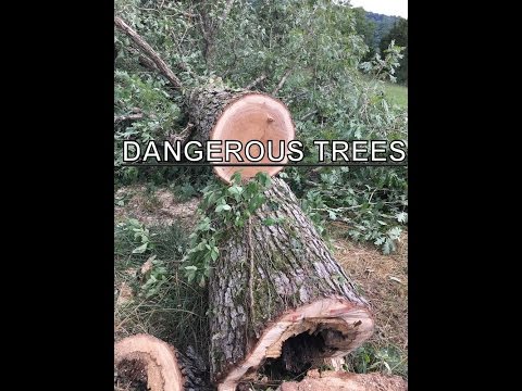 CUTTING DOWN DANGEROUS TREES