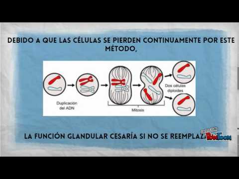 Glándulas Holocrinas