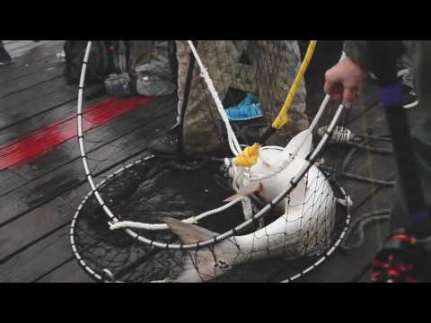 Drum fest at the Avon Pier