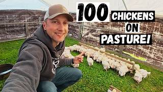 First of 1,000 Chickens Finally on Grass!