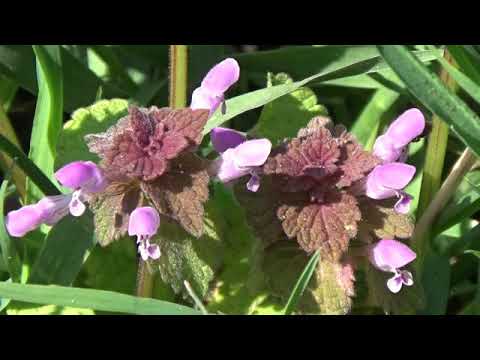 Einheimische Kräuter - Purpurrote Taubnessel by Arche Denys