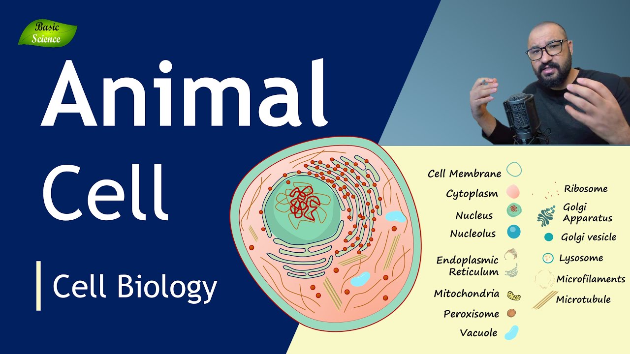 Animal Cell | Structure and Function | Animal Cell Model | Basic Science Series