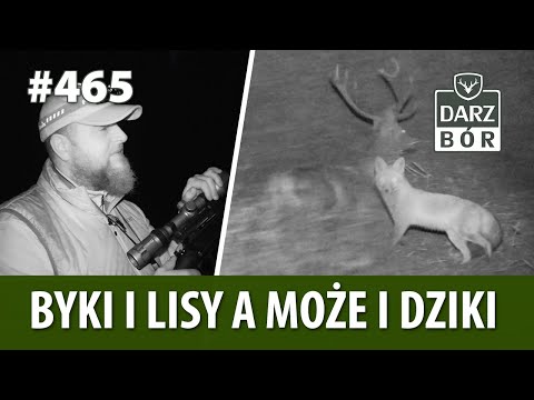 Darz Bór odc. 465 Byki, lisy, dziki na nocnym polowaniu.