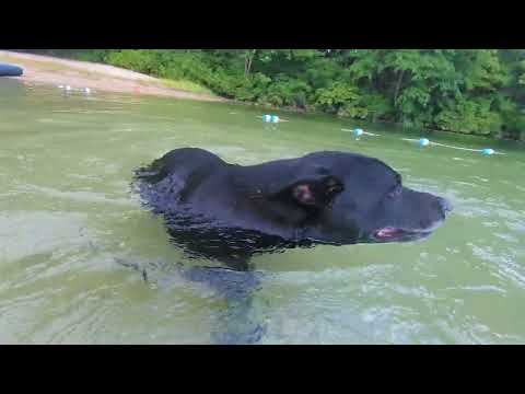 DUNKIN ...THE DOG LOVES TO SWIM