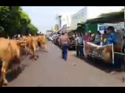 Os carros de boi cantaram em Ouroeste em São Paulo