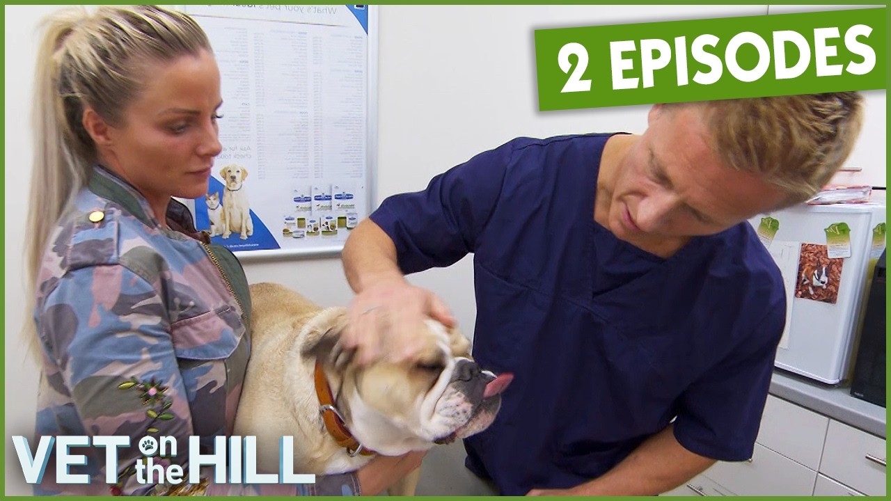 Excessively Shaking Dog Seeks Vet's Help | Vet On The Hill