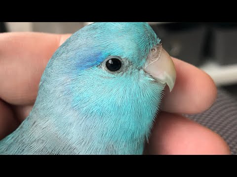 Pico the Parrotlet talking and making cute sounds