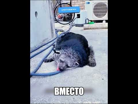 ЧУДИЩЕ ЗАЛЕЗЛО ВО ДВОР