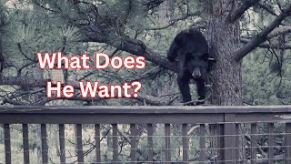 Unexpected Visitor Bear Didn't Want To Leave