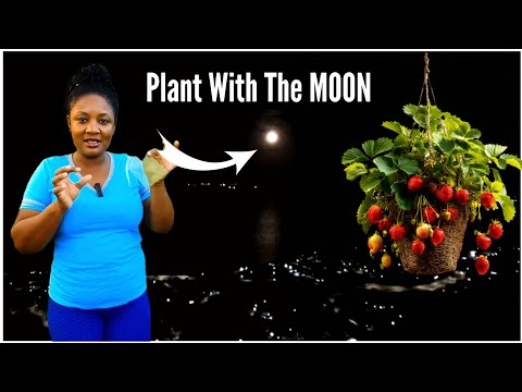 Planting With The MOON Transformed My Garden/ Your Gardens Will EXPLODE!