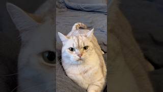 Just a little language barrier 🙃 #cat #cats #catlovers #catsofyoutube #dating #petlovers