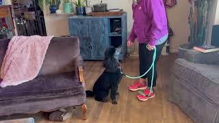 Video preview image #1 Poodle (Standard)-Unknown Mix Puppy For Sale in Grafton, WI, USA
