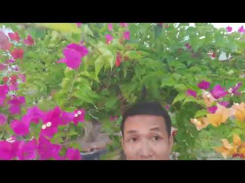 giấy thái nhiều mầu báo giá công khai hàng 1m80 đến 2m20