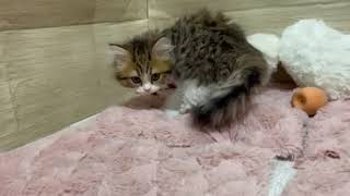 スコティッシュストレートの動画01