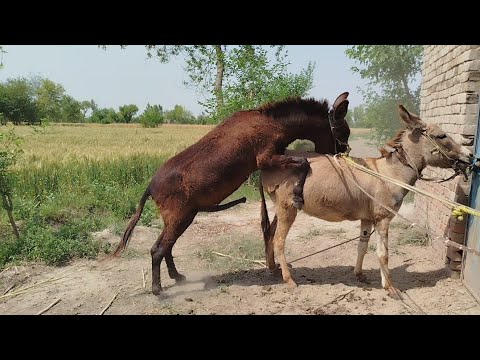 "Comprehensive Guide to Donkey Breeding and Mating Process"