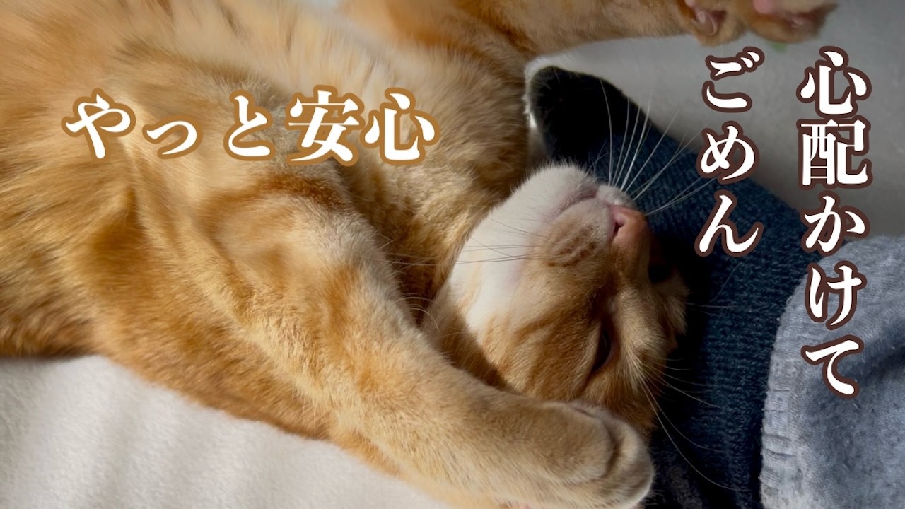 飼い主の心を救ってくれた猫