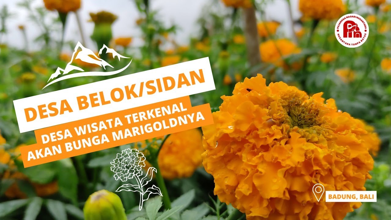 Belok Sidan Village, a Tourism Village famous for its marigold flowers