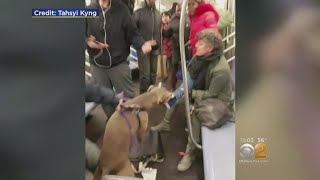Dog Attacks Woman On Subway