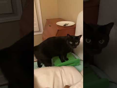 Cat gets caught licking plate