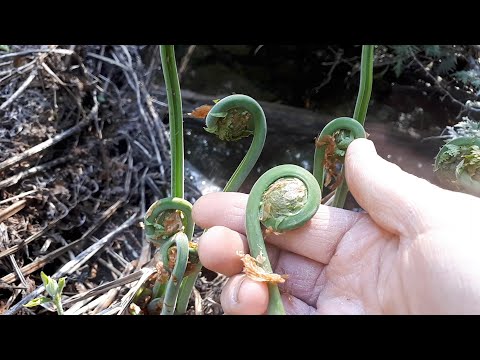 Foraging for Fiddleheads~Ostrich Fern (How to Find, Identify & Harvest  them sustainably!)