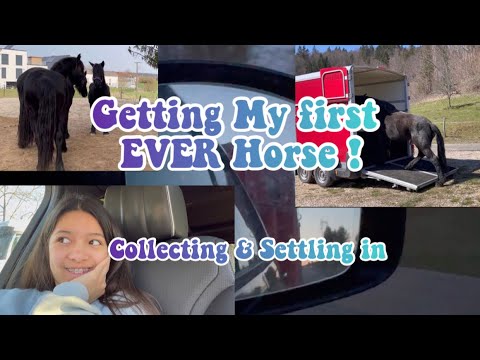 Getting My First EVER Horse - Collecting Her ¦ a Merens?