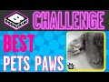 Boomerang Challenge Best Pets Paws Boomerang UK