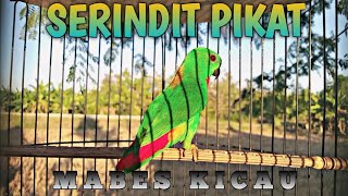 Download lagu KURANG DARI 1 MENIT SERINDIT LAIN LANGSUNG RESPON || Serindit Gacor Memanggil Lawan mp3