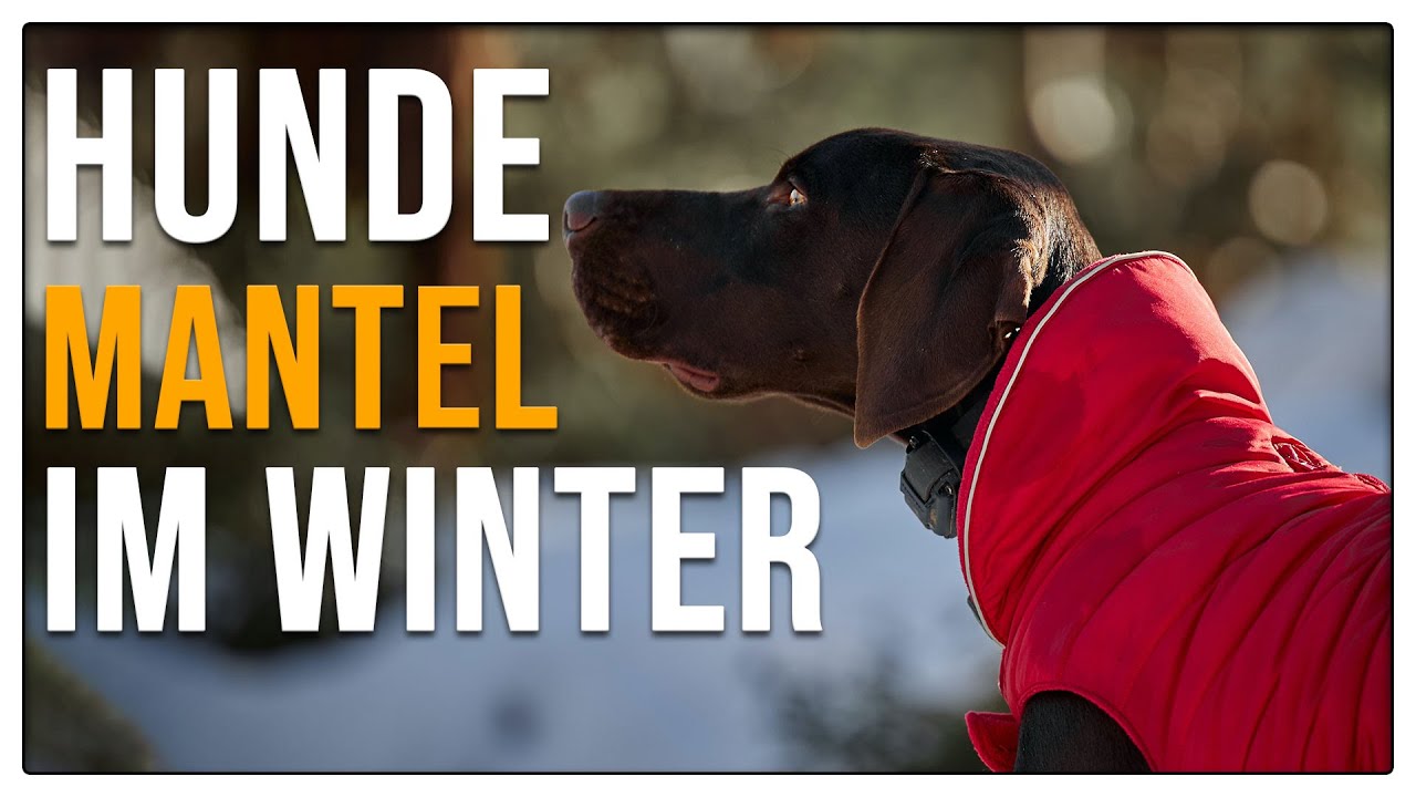 Mantel im Winter - Brauchen Hunde das - TGH 97