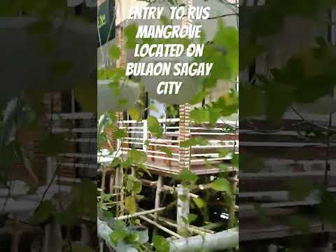 Entry to rvs mangrove on sagay city negros Occidental  #bakawan #sagay city #fyp #vlog