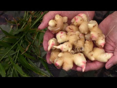 , title : 'Growing Ginger In A Container - Container Ginger Growth and Harvest