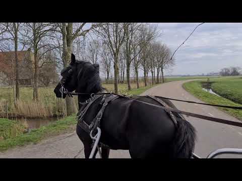 Stal Okkema's Fernandes - stallion - 2017 - for sale