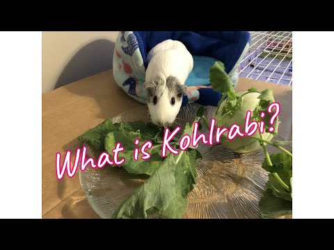 YouTube video about: Can guinea pigs eat kohlrabi?